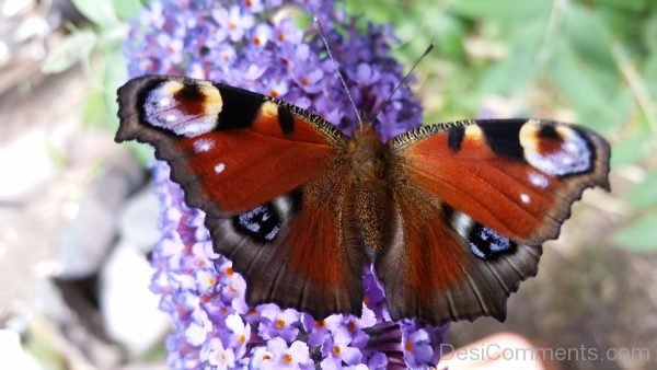 Lovely Peacock Butterfly Image