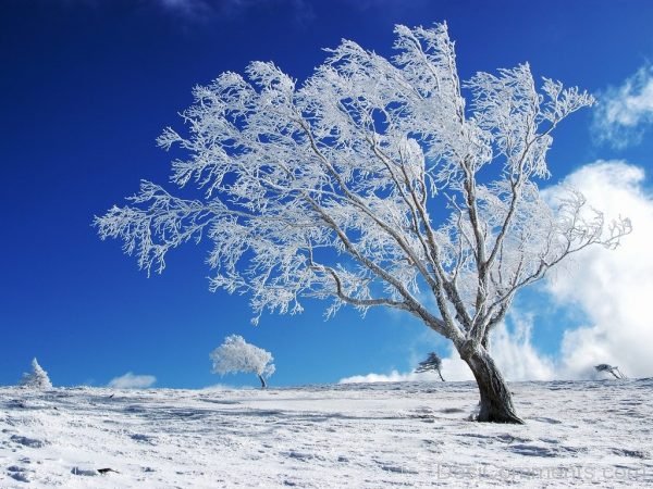 Lovely Photo Of Winter