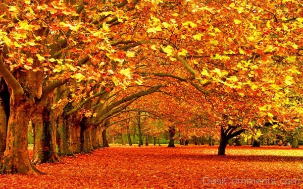 Lovely Pic Of Autumn