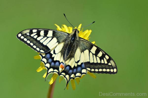 Lovely Pic Of Swallowtail Butterfly