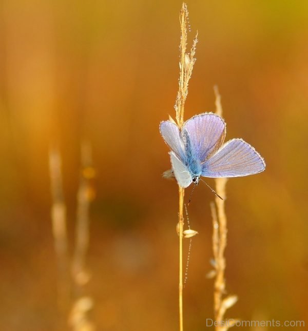 Lovely Pic Of White Butterfly