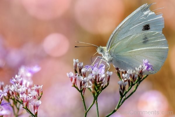 Lovely Picture Of White Butterfly