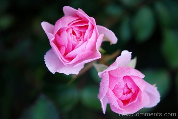 Lovely Pink Rose