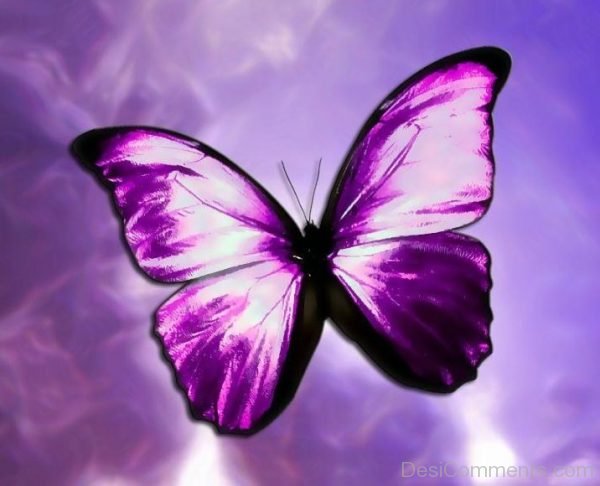 Lovely Purple Pic Of Butterfly