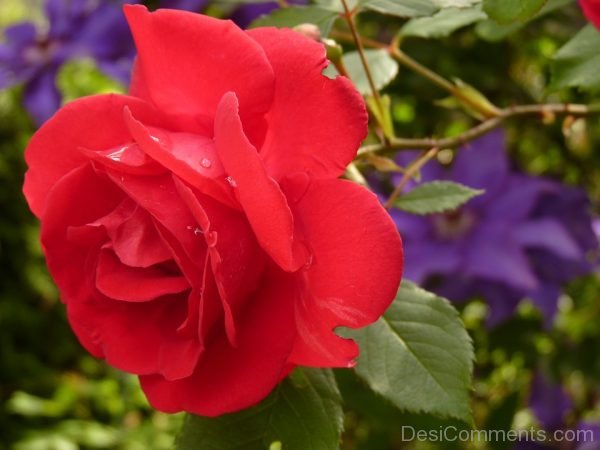 Lovely Rose Flower Image