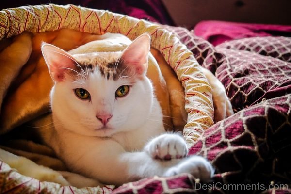 Lovely White Cat 