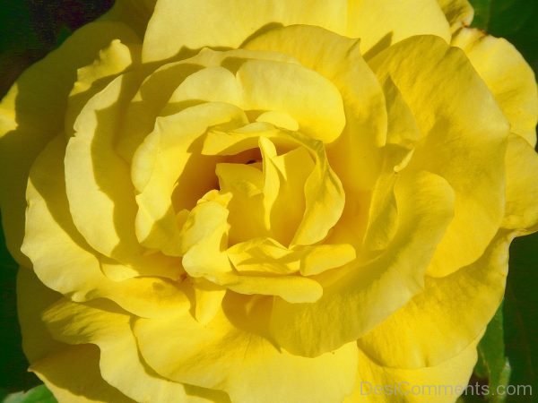 Lovely Yellow Rose Flower
