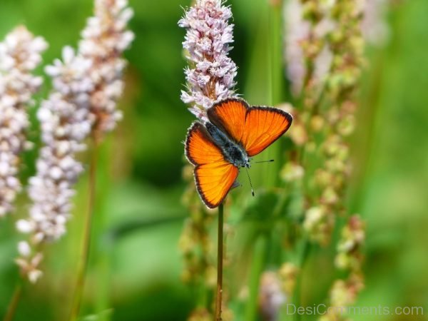 Lycaena Butterfly Image