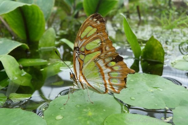 Malachite Butterfly Image