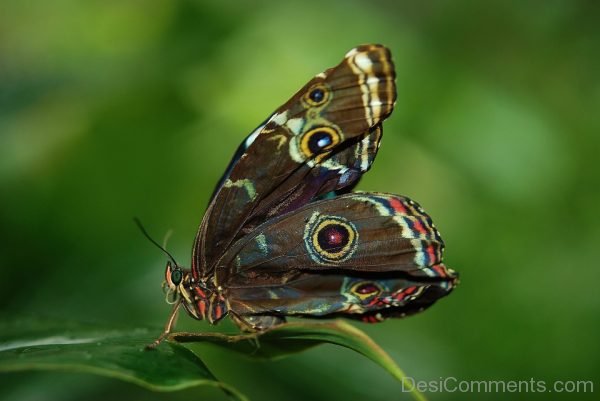 Morpho Peleides Butterfly