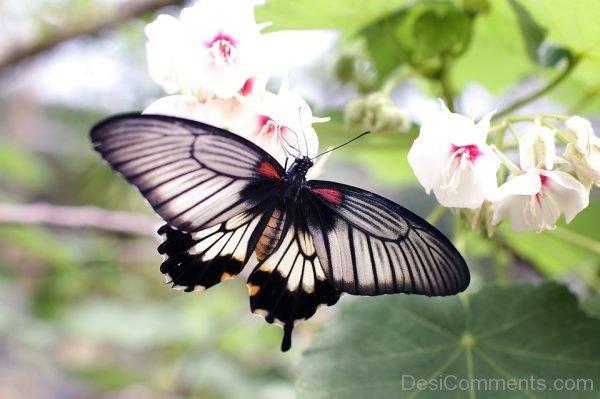 Nice Black Butterfly Pic