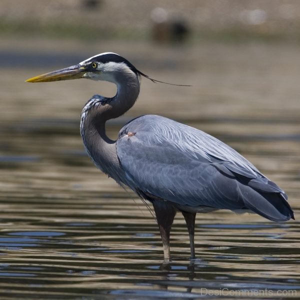 Nice Image Of Heron