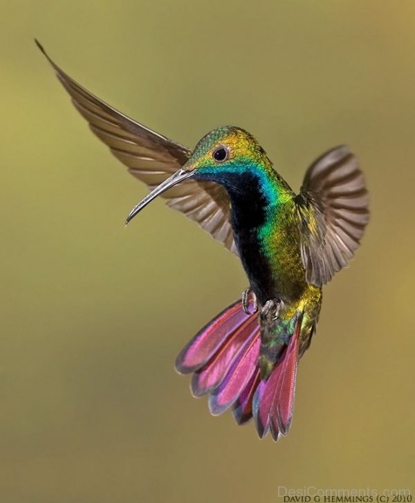 Nice Image Of Hummingbird