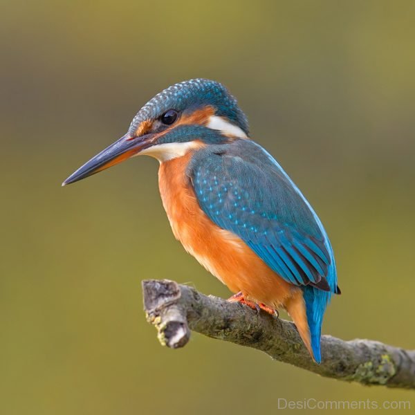 Nice Image Of Kingfisher