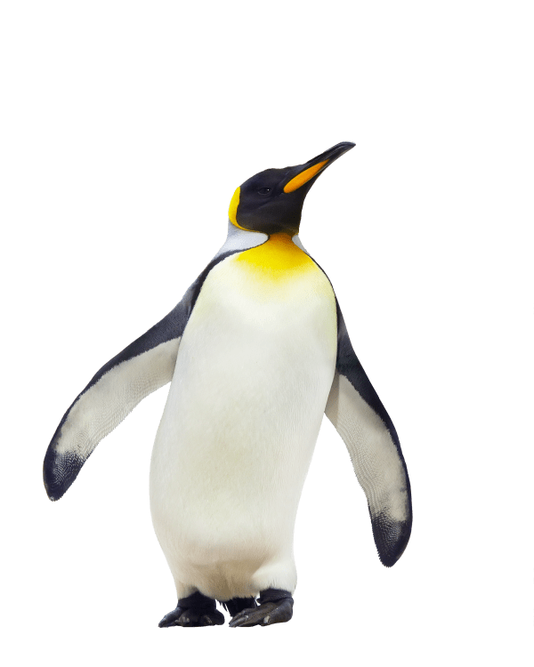 Nice Image Of Penguin
