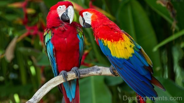 Nice Parrot Image