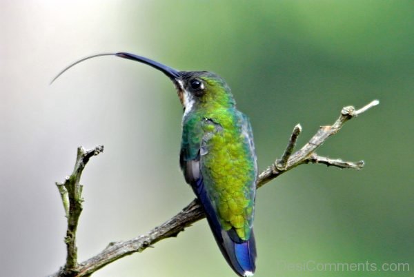 Nice Photo Of Hummingbird