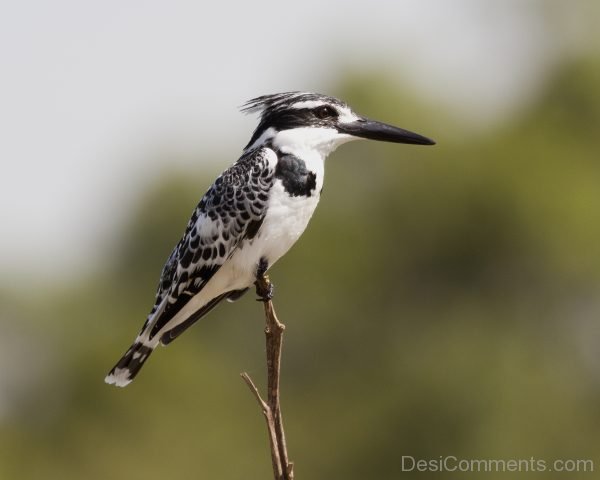 Nice Photo Of Kingfisher