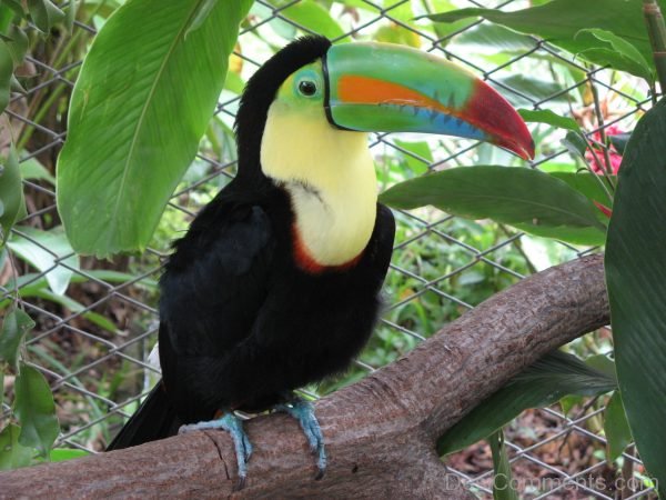 Nice Pic Of Toucan