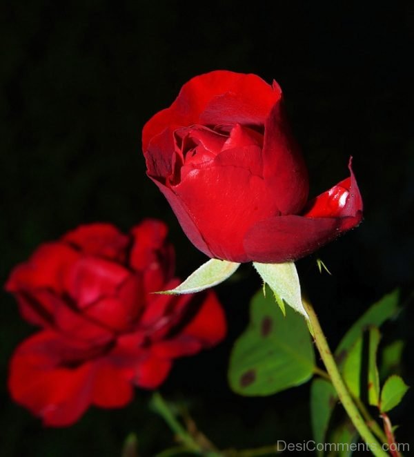 Nice Rose Pic 