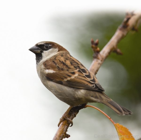 Nice Sparrow Image