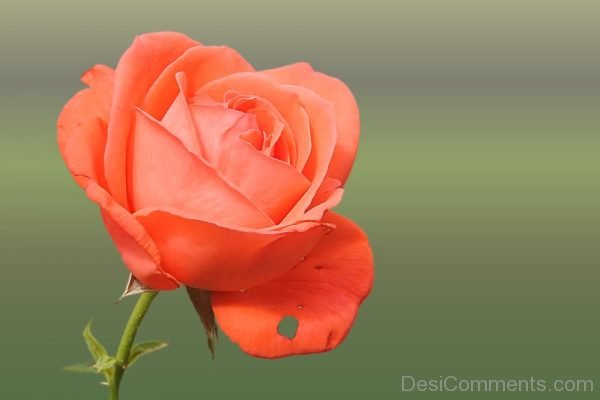 Orange Rose