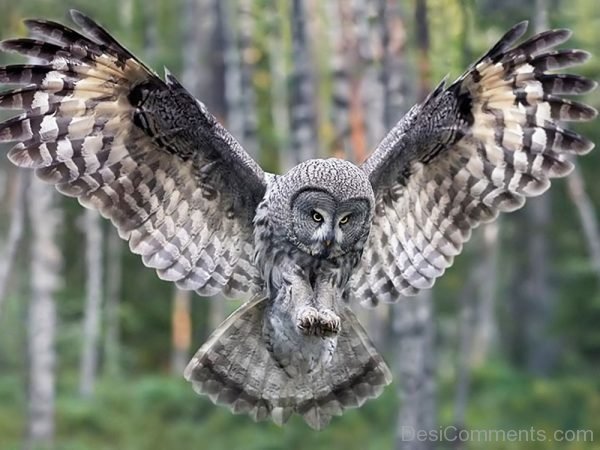 Owl Photo