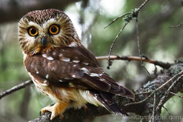 Owl Picture