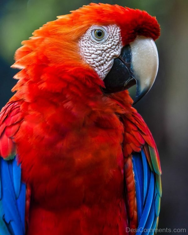 Parrot Image