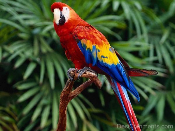 Parrot Photo