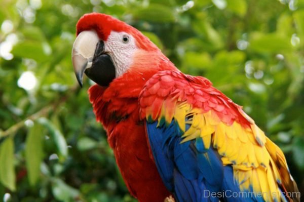 Parrot Pic