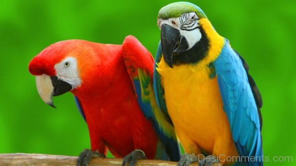 Parrot Picture