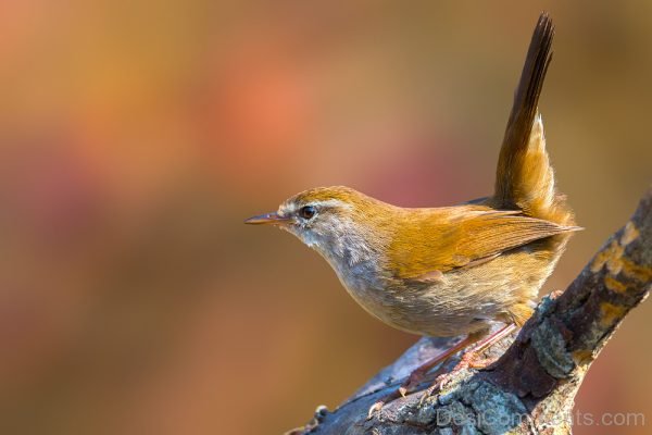 Passeriformes Bird Image