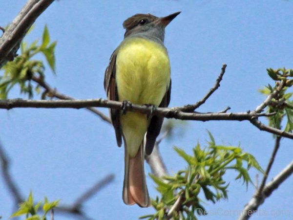 Passeriformes Bird Photo