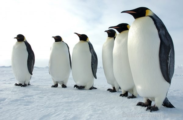 Penguin Birds