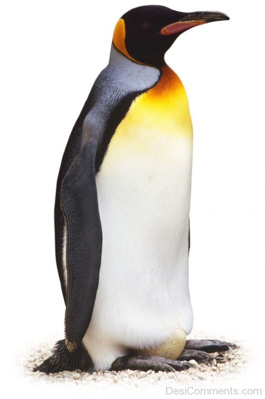 Penguin Image