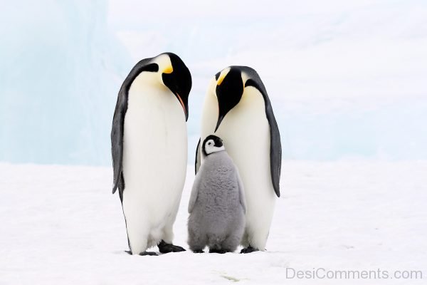 Penguin Photo