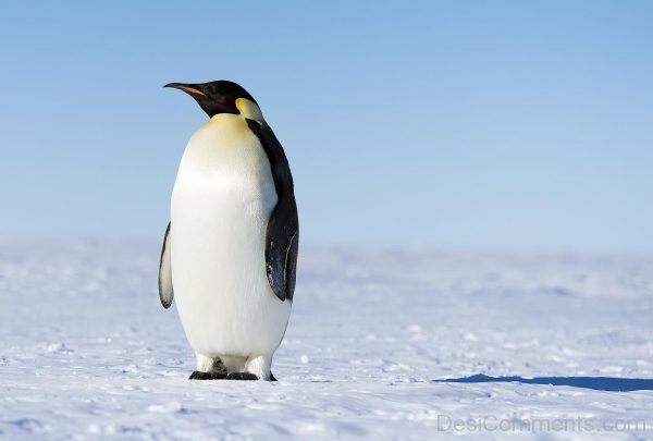 Penguin Picture