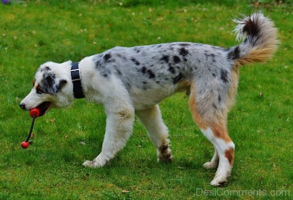 Dog Playing