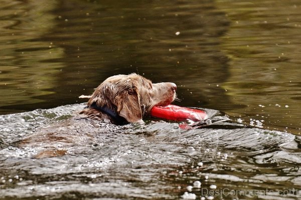 Pet Dog Swim Image