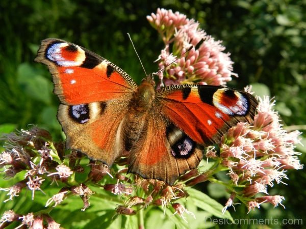 Photo Of Butterfly