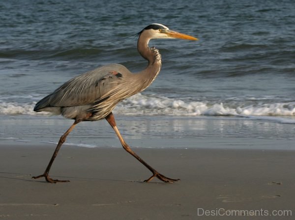 Photo Of Heron