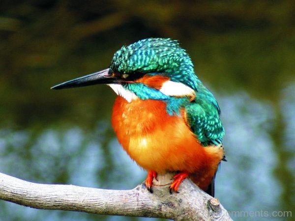 Photo Of Kingfisher