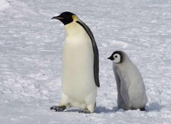 Photo Of Penguin
