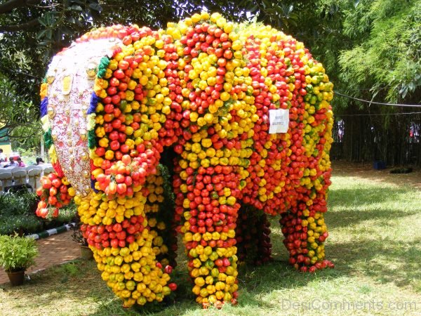 Photos of Independence Day Flower Show