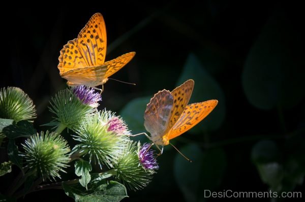 Two Butterflies Picture