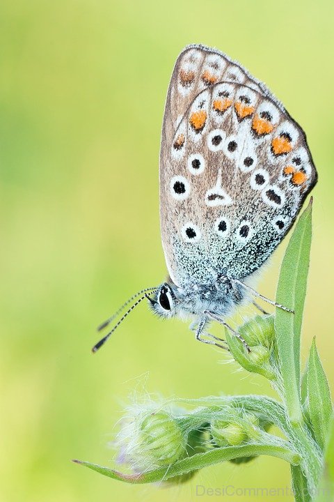 Pic Of Butterfly