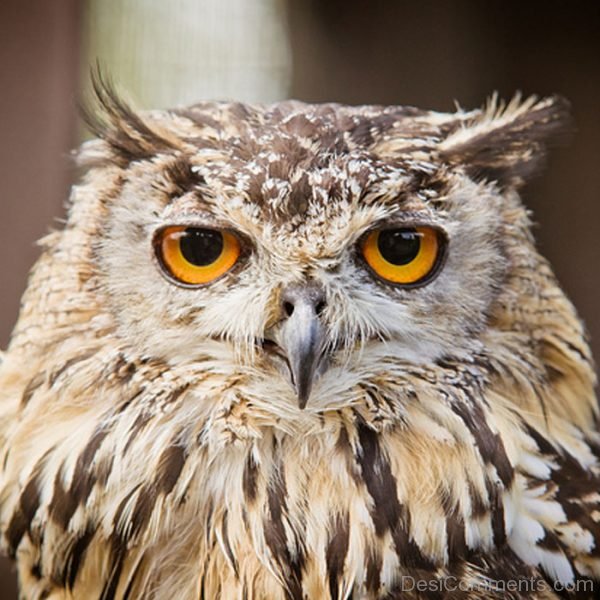 Pic Of Owl