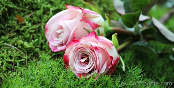 Pink Rose Image