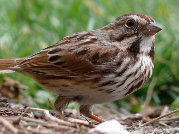 Pic Of Sparrow